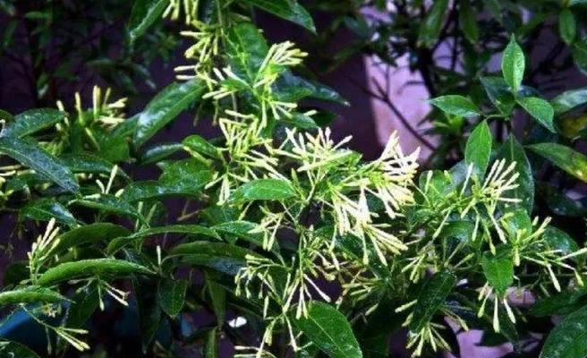 夜来香的花朵特征是什么？如何识别夜来香花？