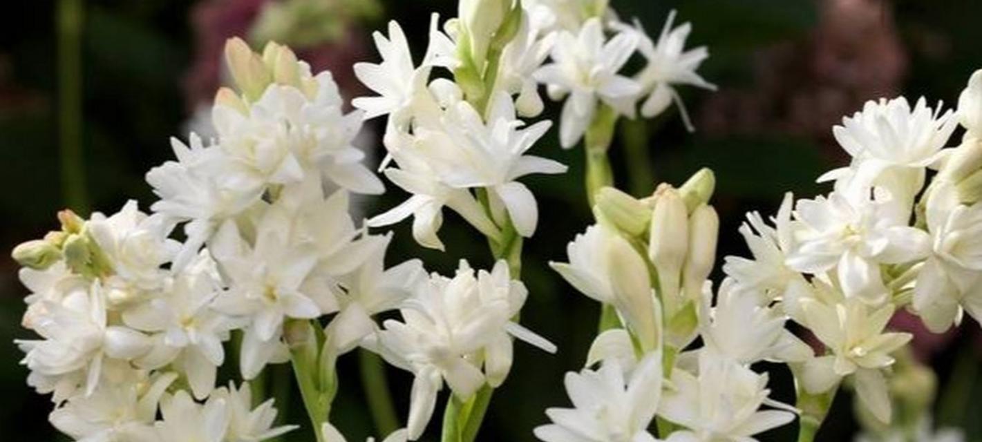 夜来香的花朵特征是什么？如何识别夜来香花？