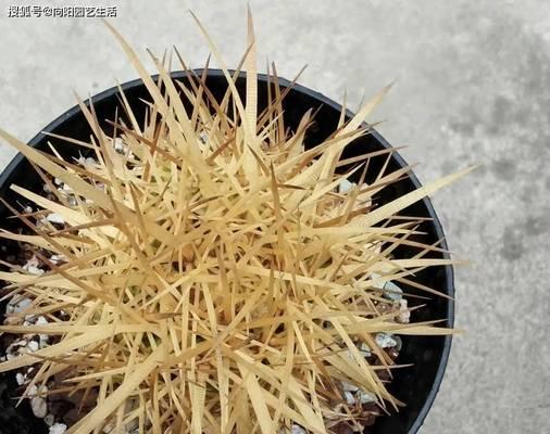 仙人球冬季养护需要注意什么？如何安全过冬？