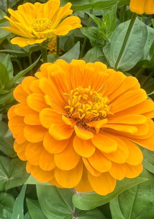 夏天有哪些花会盛开？夏天盛开的花有哪些特点？