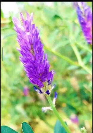 苜蓿的花语是什么？这种花语代表了什么特别的意义？