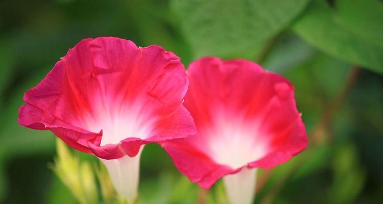夏天有哪些花会盛开？夏天盛开的花有哪些特点？