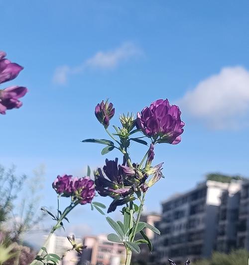 苜蓿的花语是什么？这种花语代表了什么特别的意义？