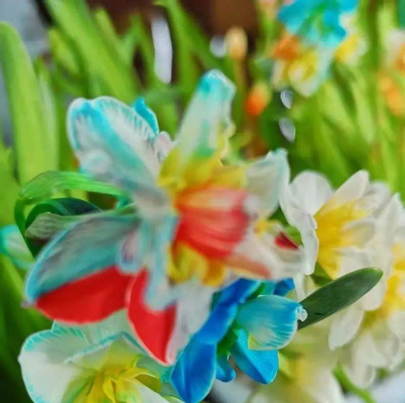 水仙花有哪些颜色？如何培育出不同颜色的水仙？