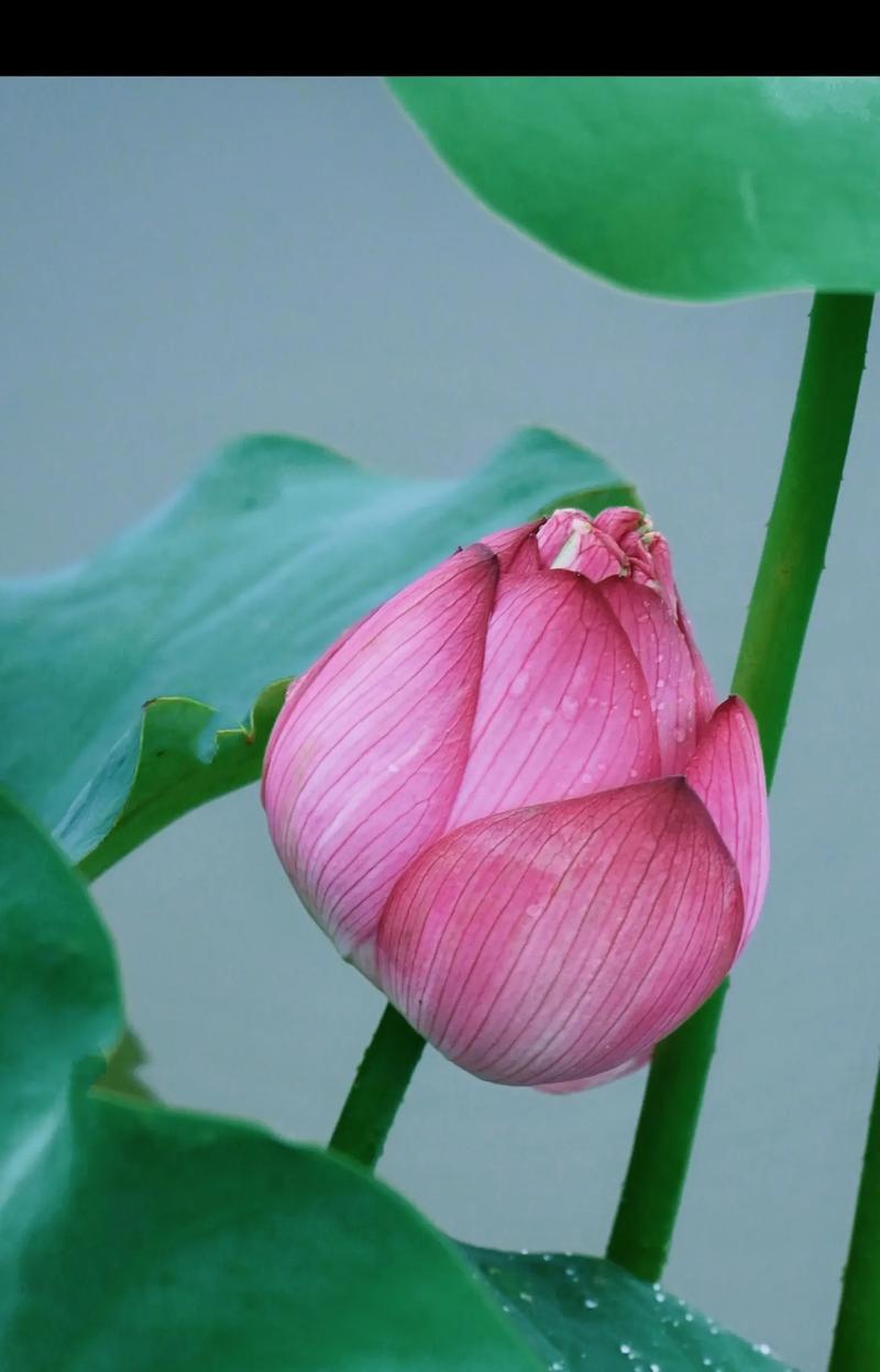 家养荷花的种植方法是什么？如何在家成功种植荷花？