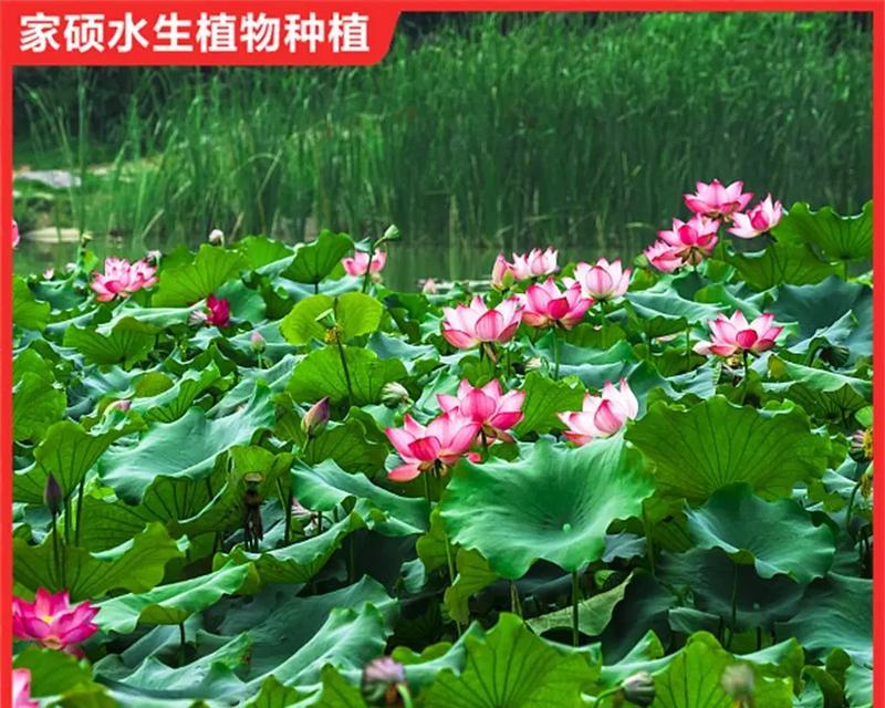 家养荷花的种植方法是什么？如何在家成功种植荷花？