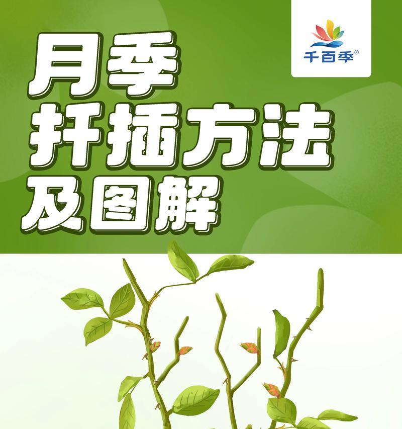 蔷薇花扦插的正确方法？扦插后如何管理？