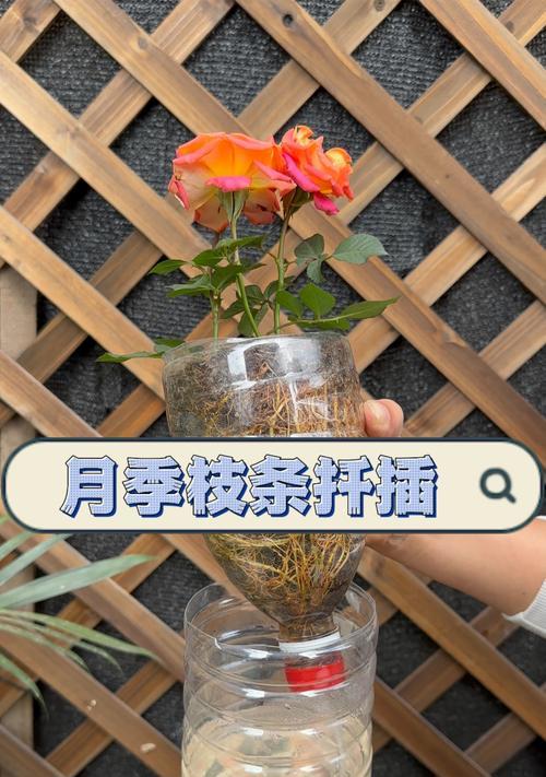 蔷薇花扦插的正确方法？扦插后如何管理？
