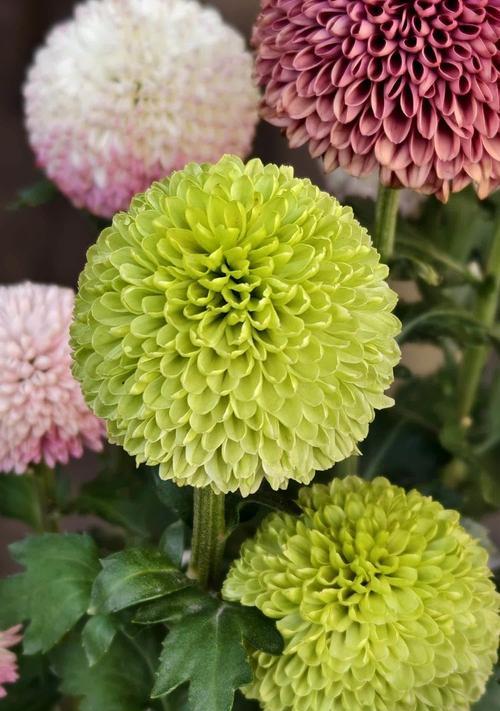 蜂窝菊花的寓意和花语有何不同？