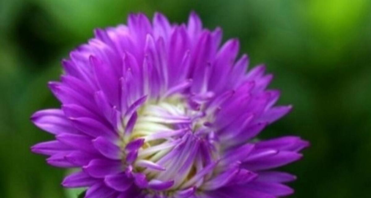 蜂窝菊花的寓意和花语有何不同？