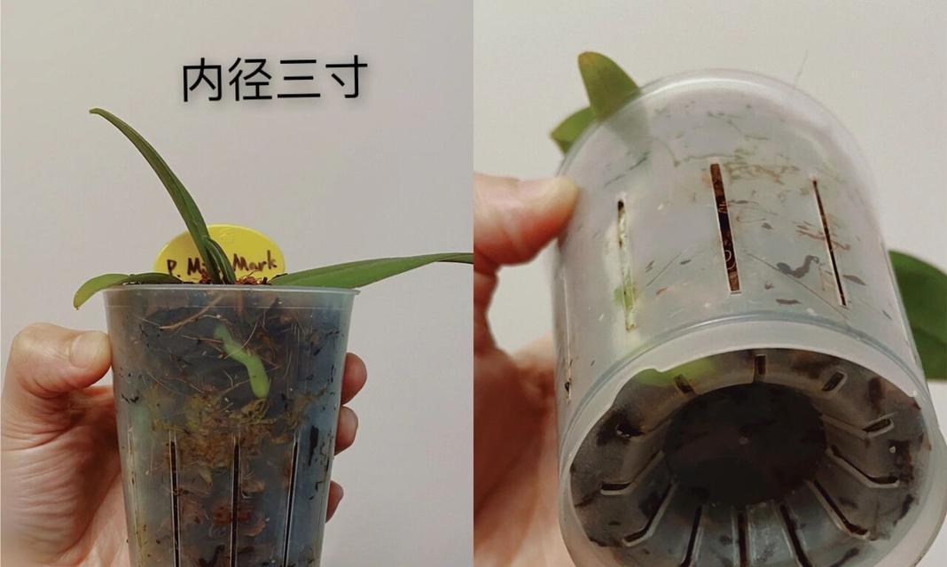 兰花种植花盆选择技巧？