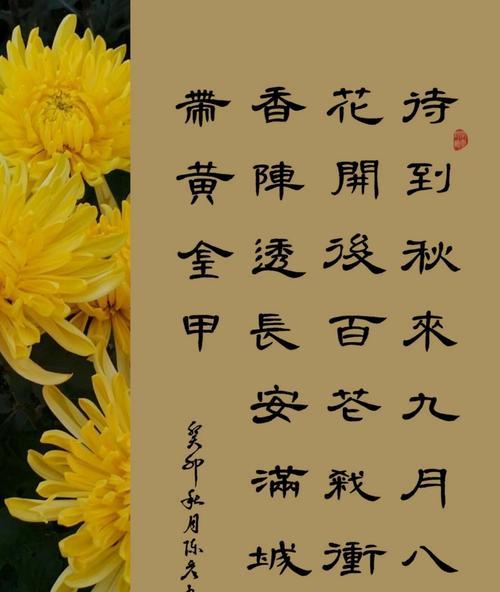 蜂窝菊花的寓意和花语有何不同？