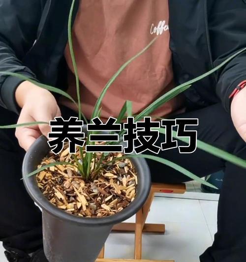 兰花种植花盆选择技巧？