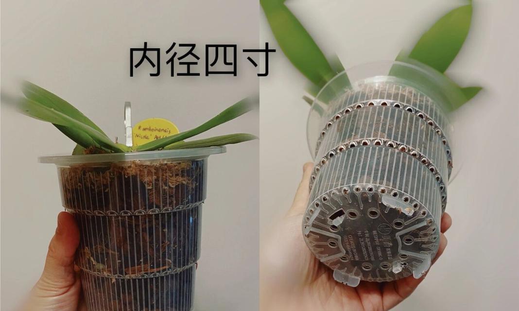 兰花种植花盆选择技巧？