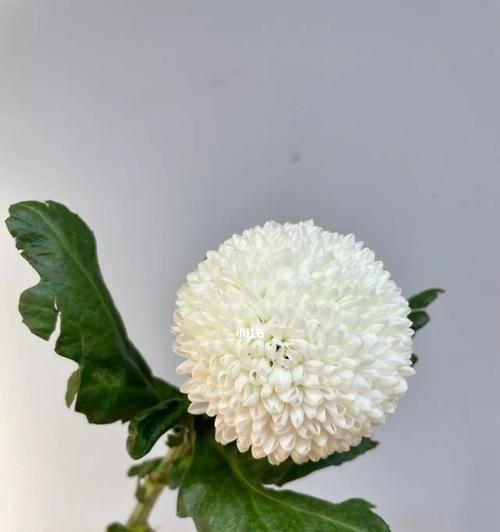 哪种花代表乒乓球精神？它的花语是什么？