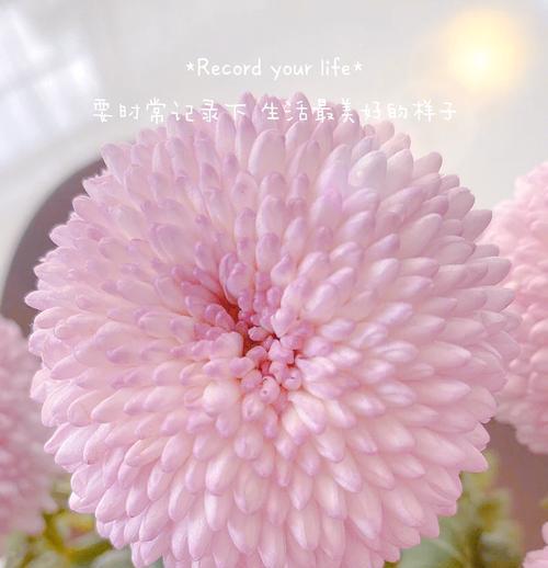 哪种花代表乒乓球精神？它的花语是什么？
