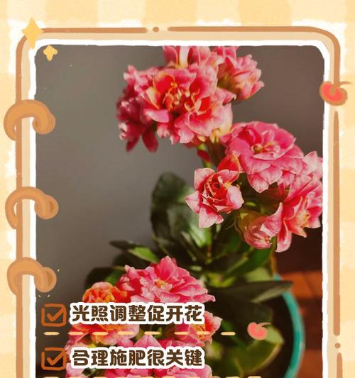 竹节海棠不开花是什么原因？如何解决不开花问题？