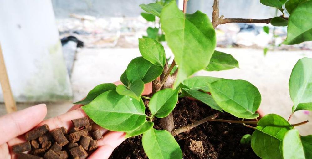 竹节海棠不开花是什么原因？如何解决不开花问题？