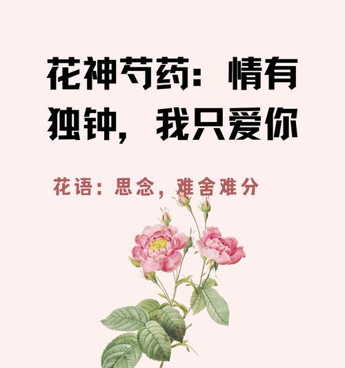 芍药花语花语是什么意思？芍药代表什么情感？