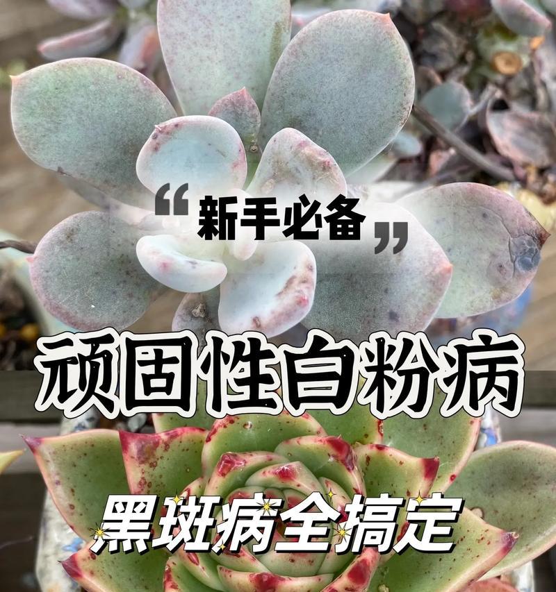 多肉植物病虫害如何防治？哪种药最有效？