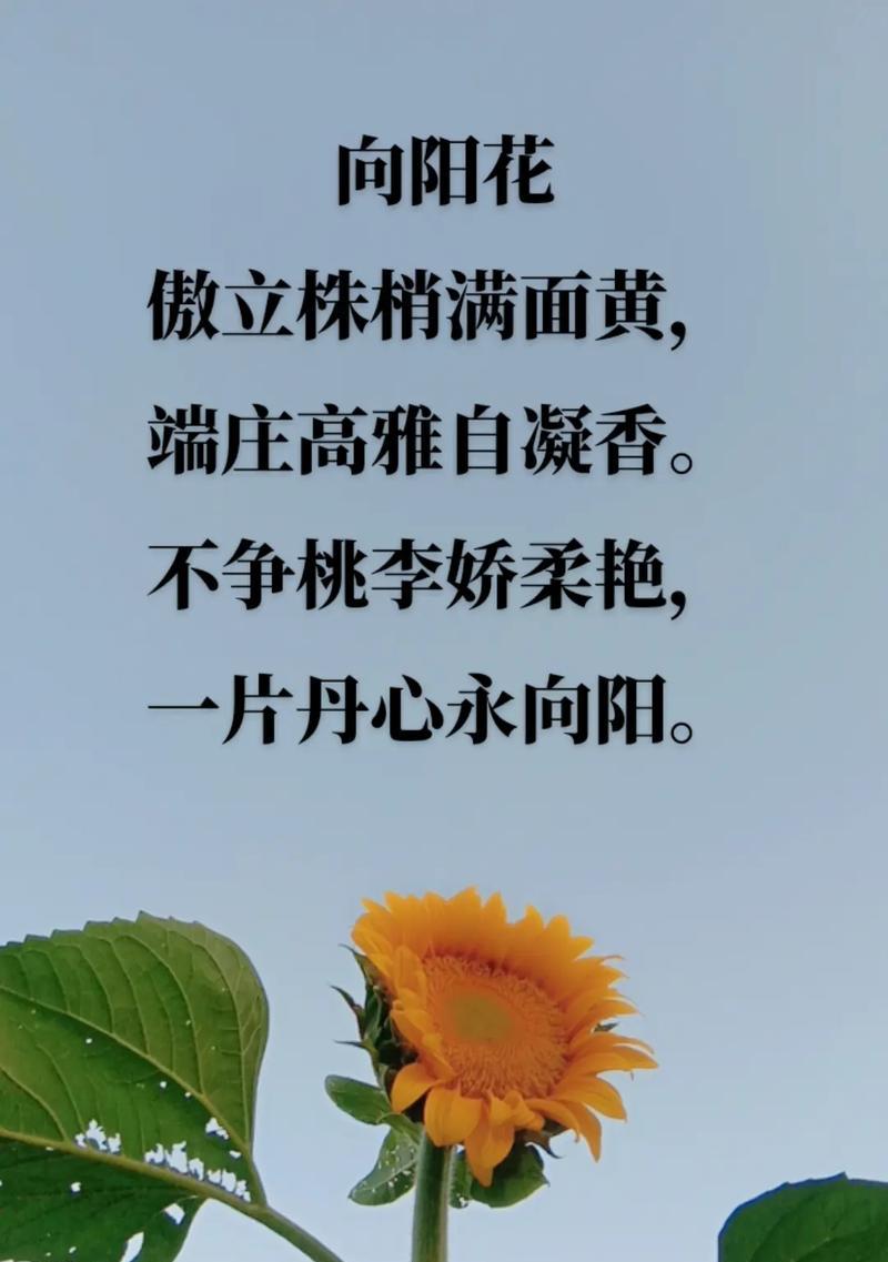 如何用花语赞美师友？赞美师友的花语句子有哪些？