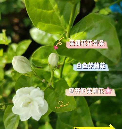 白茉莉与茉莉的花语有何不同？