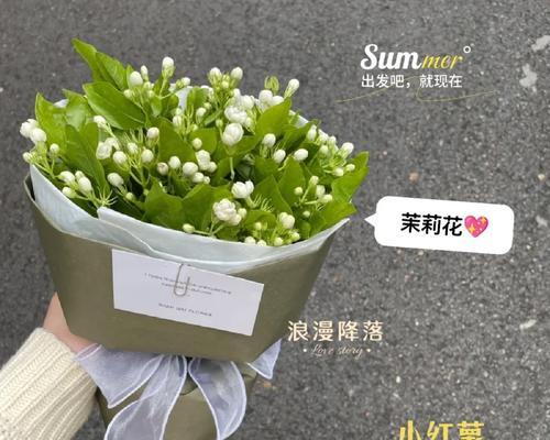 白茉莉与茉莉的花语有何不同？