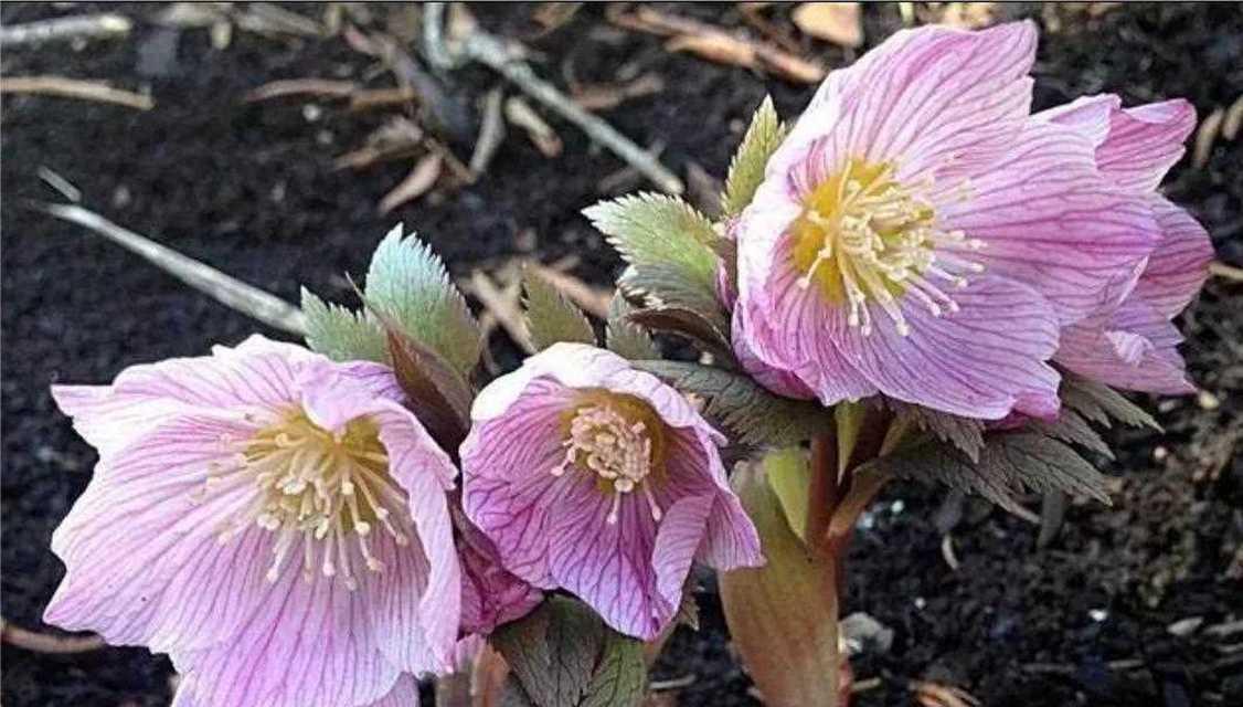 铁筷子花象征着什么？