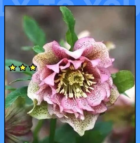铁筷子花象征着什么？