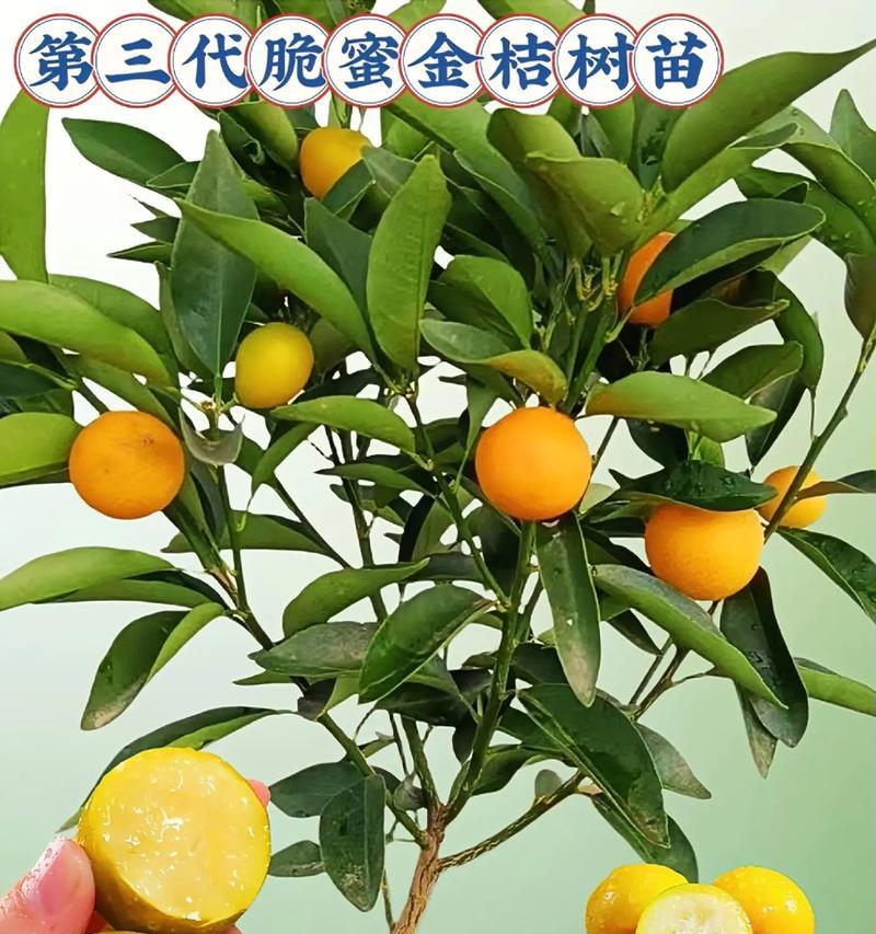 金桔的种植方法和注意事项有哪些？怎样确保金桔的高产？