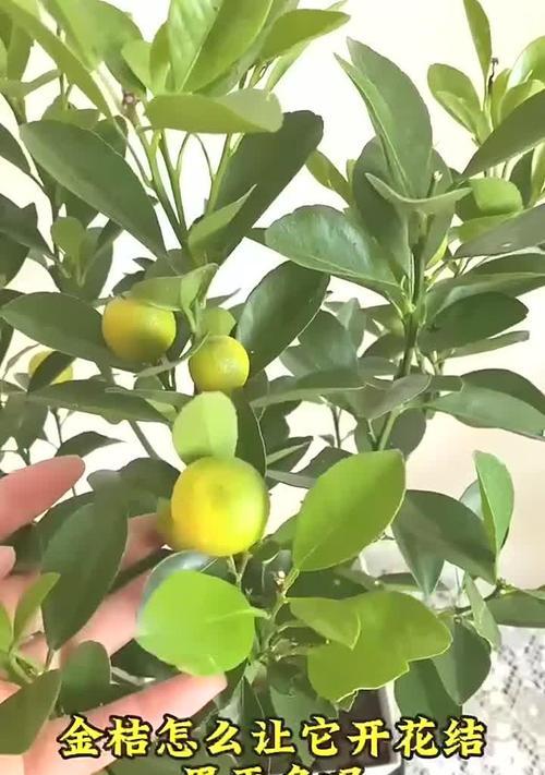 金桔的种植方法和注意事项有哪些？怎样确保金桔的高产？