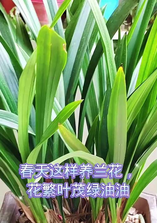 兰花叶子制作花束的方法是什么？