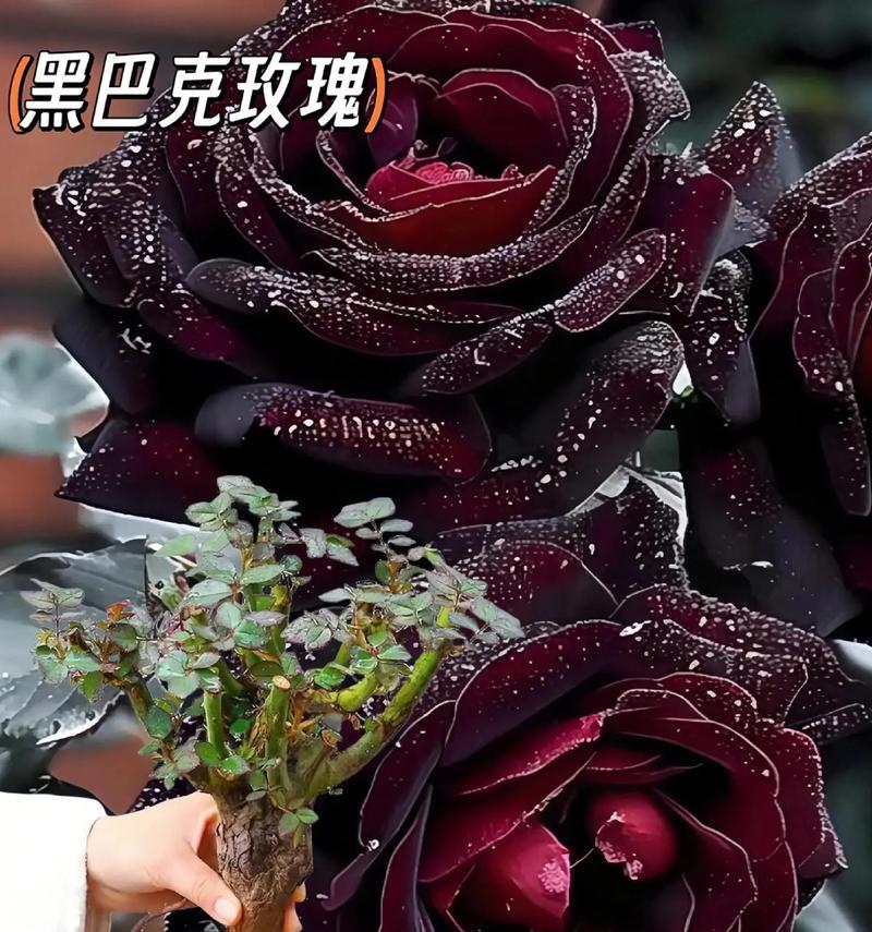 怪怪的玫瑰是什么花语啊？这种花语表达了怎样的个性？