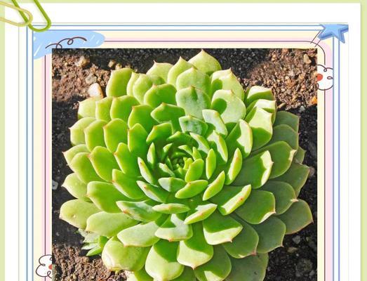 多肉植物冬季浇水的正确方法是什么？如何避免冻害？