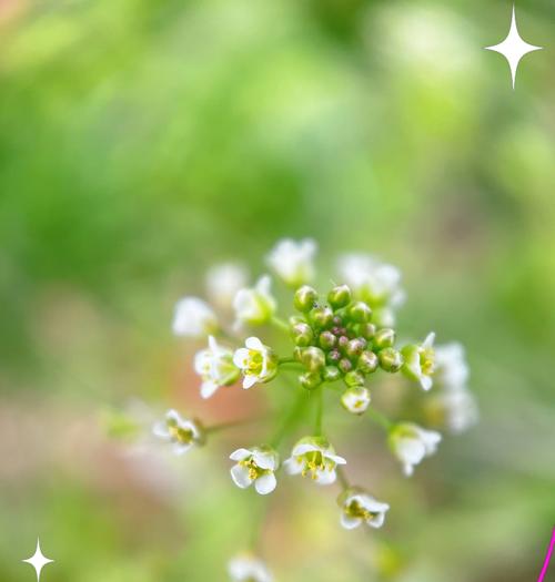 四季蔷薇绿色的花语是什么？它象征着怎样的情感？