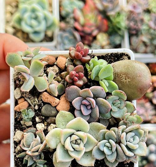 多肉植物冬季浇水的正确方法是什么？如何避免冻害？
