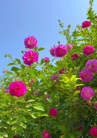 四季蔷薇绿色的花语是什么？它象征着怎样的情感？