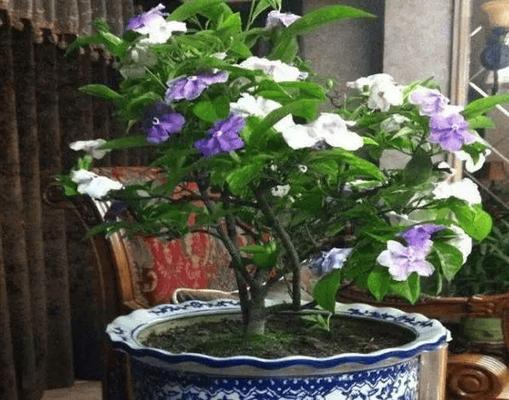 双色茉莉的养殖方法是什么？如何保持花朵颜色鲜艳？