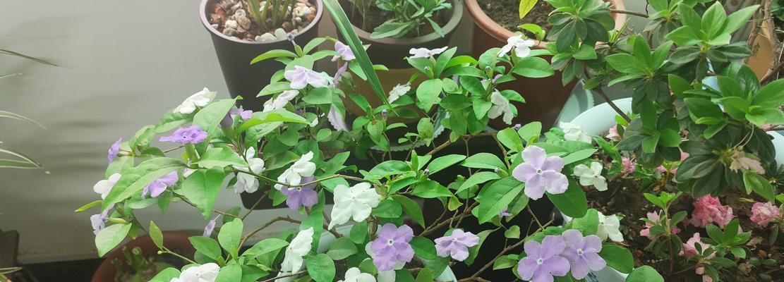 双色茉莉的养殖方法是什么？如何保持花朵颜色鲜艳？