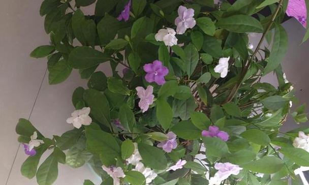 双色茉莉的养殖方法是什么？如何保持花朵颜色鲜艳？
