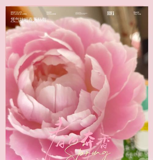 哪些花语代表温柔？它们通常在什么场合使用？