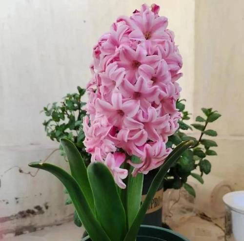家庭常见花卉有哪些？如何选择适合的品种？