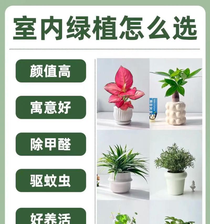 家庭常见花卉有哪些？如何选择适合的品种？