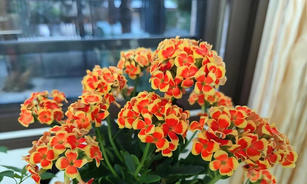 家庭常见花卉有哪些？如何选择适合的品种？