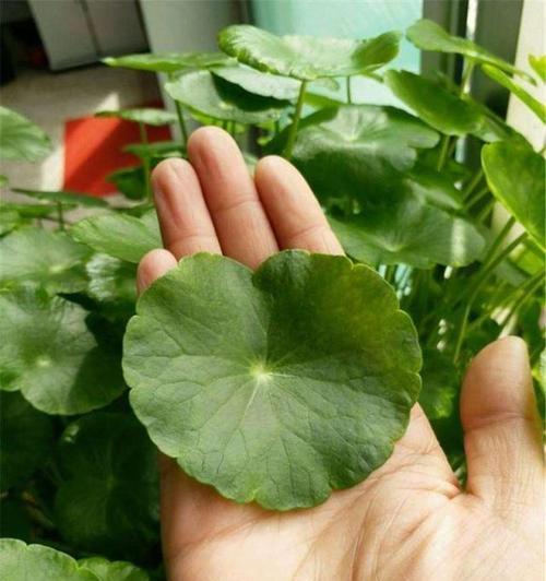 铜钱草生长过旺如何处理？如何保持其美观形态？