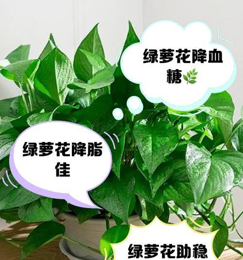 绿宝石花怎么养？绿宝石花的养护技巧有哪些？