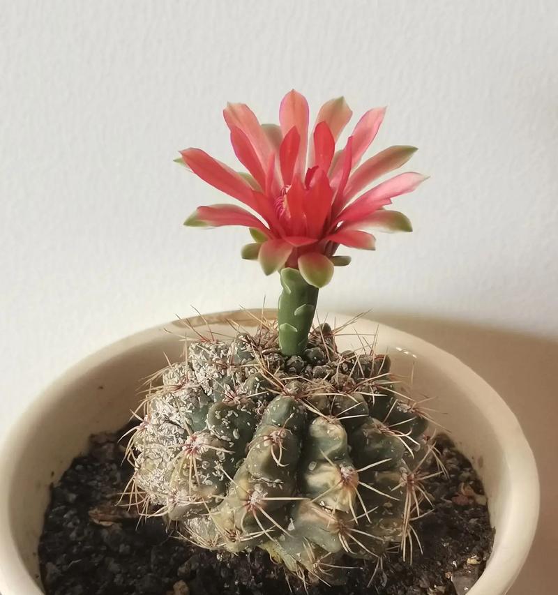 当爱再次降临的花语是什么？哪种花预示着爱情的重生？