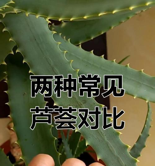 芦荟养殖有哪些技巧？如何解决芦荟生长中的问题？