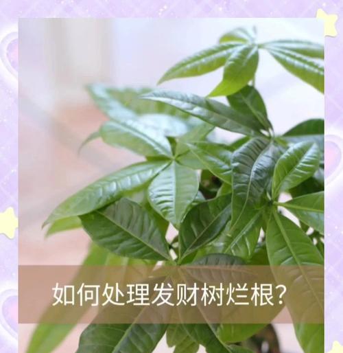 发财树烂根后如何处理？