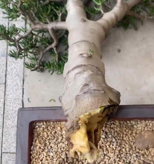发财树烂根后如何处理？